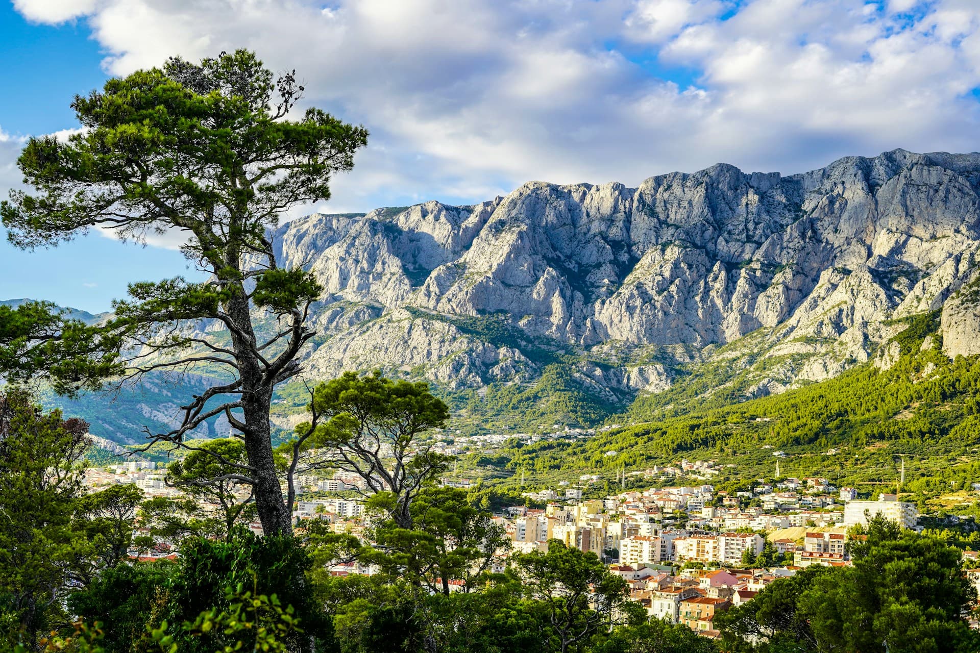 Makarska town below the grey wall of the Biokovo massif, framed by pines